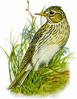 Allodola