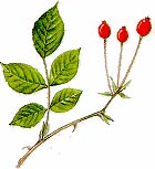Rosa di S.Giovanni