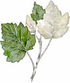 Pioppo bianco
