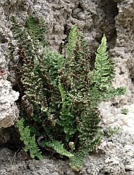 La felce rupicola Cheilanthes persica su gesso, specie relitta esclusiva dell'Emilia-Romagna per l'Italia. Foto Stefano Bassi