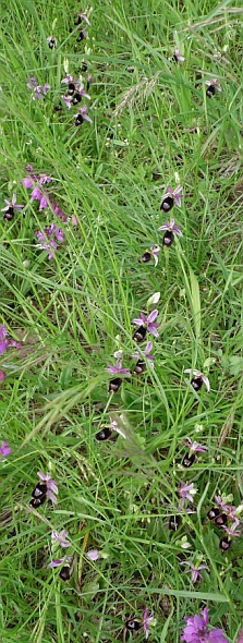 Stupenda fioritura di orchidee (visibile ricca popolazione di Ophrys bertolonii) in mesobrometo: habitat 6210. Foto Stefano Bassi