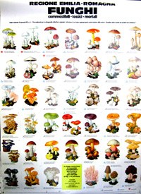 Poster Funghi e flora