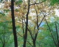 Aceri (Acer opalus) in ostrieto (bosco di carpino nero - Ostrya carpinifolia). Foto Stefano Bassi