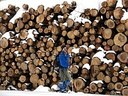Il legno è il prodotto principale ricavabile dal bosco. Foto Stefano Bassi