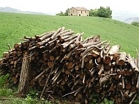 Piccola catasta di legna da ardere accumulata al margine del bosco. Foto Stefano Bassi