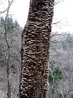 Tronco di carpino morto in piedi aggredito da funghi. Foto Stefano Bassi