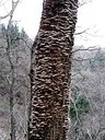 Tronco di carpino morto in piedi aggredito da funghi. Foto Stefano Bassi