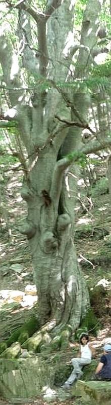 Gigante in foresta. Il Faggio della Valdanda (Tredozio FC, foto Stefano Bassi, archivio personale)