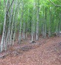 Foto: bosco di faggio dopo intervento di conversione all'alto fusto (archivio Servizio Aree Protette, Foreste e Sviluppo della Montagna)