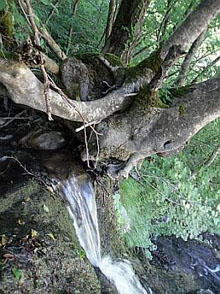 Ceppaia di faggio in equilibrio su rupe solcata da corso d'acqua che precipita a cascata. Foto Stefano Bassi, archivio personale