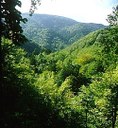 Sguardo sulla copertura forestale compatta e diversificata delle Foreste Casentinesi in  versante romagnolo. Foto Stefano Bassi