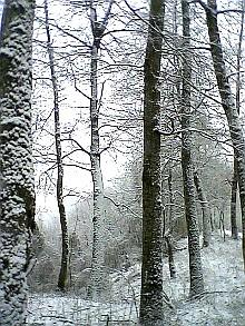 Bosco di cerro (Quercus cerris)  in conversione all'alto fusto, abito invernale. Foto Stefano Bassi, archivio personale