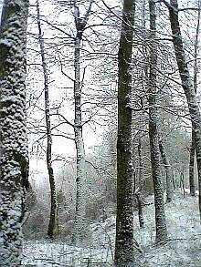 Bosco di cerro (Quercus cerris) in conversione all'alto fusto, abito invernale. Foto Stefano Bassi