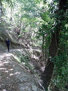 Pista forestale a fondo naturale di recente apertura. Foto Stefano Bassi, archivio personale