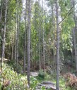 Foto: diradamento di conifere (archivio Servizio Aree Protette, Foreste e Sviluppo della Montagna)