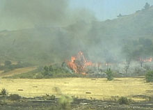 Incendio di margine da coltivo, propagato su arbusteto. Foto Lorenzo Bassi, archivio personale