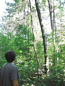Impianto a pino nero (Pinus nigra) con folta rinnovazione di latifoglie locali. Il pericolo di incendio è marcato per abbondanza di combustibile. Foto Stefano Bassi
