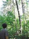 Impianto a pino nero (Pinus nigra) con folta rinnovazione di latifoglie locali. Il pericolo di incendio è marcato per abbondanza di combustibile. Foto Stefano Bassi