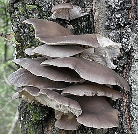 Funghi del genere Pleurotus su tronco di cerro. Foto Stefano Bassi