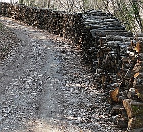 Strada forestale e legna accatastata. Foto Stefano Bassi