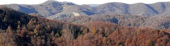 Foreste appenniniche in veste autunnale. Foto Stefano Bassi, archivio personale