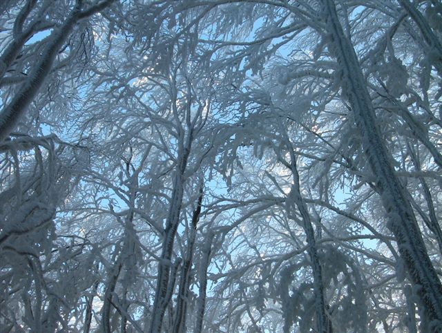 foto: Faggeta in inverno (Autore Fiorenzo Rossetti)