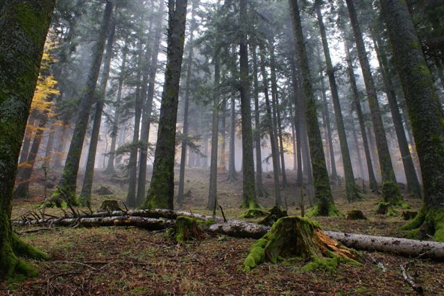 foto: Foresta di abete bianco nel Parco delle foreste casentinesi (Autore Nevio Agostini)