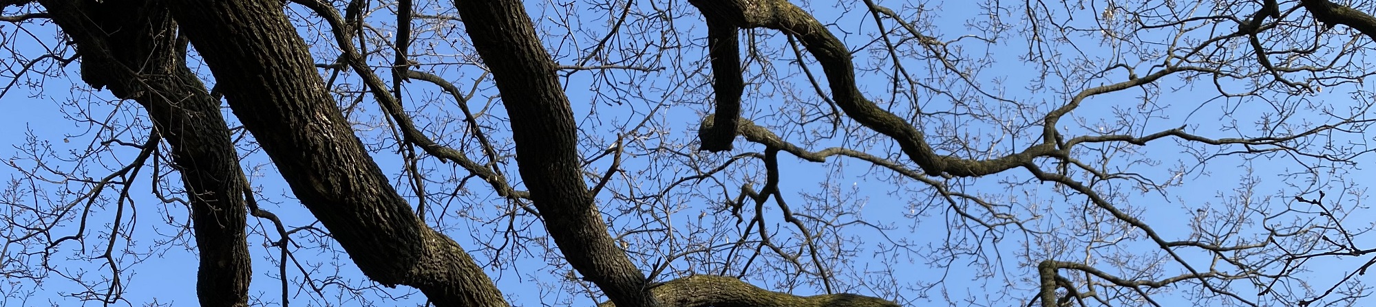 Foto di un albero monumentale