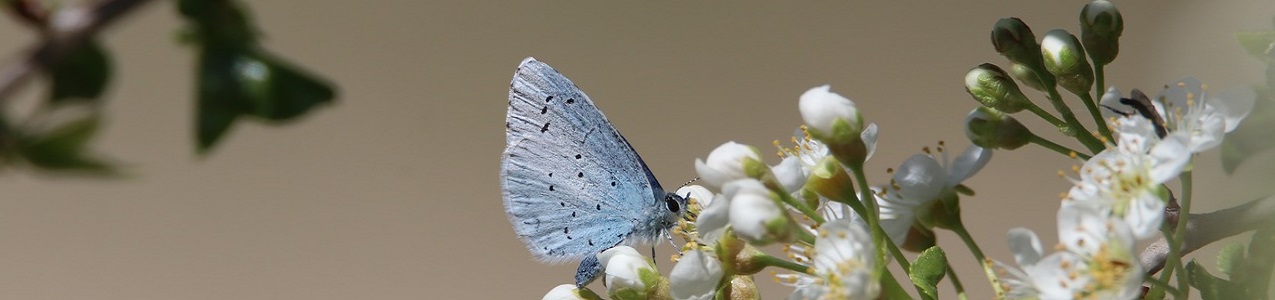 Immagine di una farfalla sui fiori