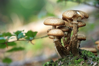 Alla scoperta dei funghi epigei nel Parco Delta del Po