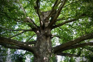 Avviso pubblico per i finanziamenti degli interventi conservativi e di salvaguardia degli alberi monumentali regionali e nazionali