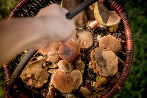 Disponibili i tesserini per la raccolta funghi in provincia di Modena, presto acquistabili anche online