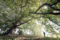 Gli alberi monumentali dell'Emilia-Romagna: gestione e patrimonio