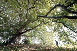 Gli alberi monumentali dell'Emilia-Romagna: gestione e patrimonio
