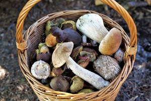 Indicazioni per la raccolta dei funghi in zona rossa in Emilia-Romagna