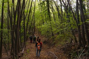 L'Ente di gestione per i Parchi e la Biodiversità-Romagna organizza il Corso CAMMINA BOSCHI 2021