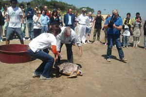 Mare, la Regione rafforza la tutela di tartarughe e cetacei: nasce la rete degli operatori dell'Emilia-Romagna