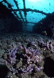 Immagine subacquea del SIC Paguro2