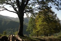 Piani di gestione forestale, dalla Regione un bando che stanzia 120mila euro per il triennio 2022-2024