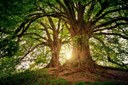 Il 21 novembre è la Giornata nazionale degli alberi!