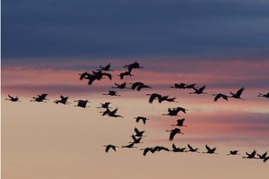 Il 9 ottobre si celebra la Giornata Mondiale degli Uccelli Migratori