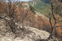 Incendi boschivi, dal 26 marzo in Emilia-Romagna scatta lo stato di grave pericolosità