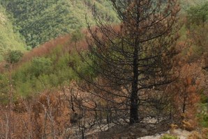 Incendi boschivi, dal 4 aprile in Emilia-Romagna ritorna la fase di attenzione
