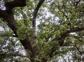 La gestione degli alberi monumentali in Emilia-Romagna