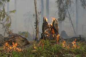Pubblicate sul sito regionale le aree percorse da incendio boschivo nel 2021