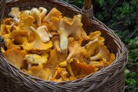 Raccolta funghi in Provincia di Modena