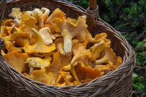 Raccolta funghi in Provincia di Modena