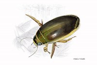 Ritrovato nel Parco del Frignano un insetto che si credeva estinto da decenni