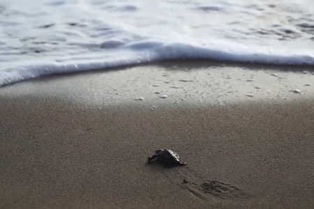Tartaruga marina Caretta caretta nidifica nel delta