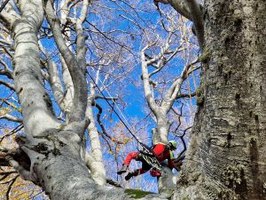 Alberi monumentali. Bando per la gestione e gli interventi di cura e salvaguardia degli alberi monumentali tutelati per l’annualità 2025